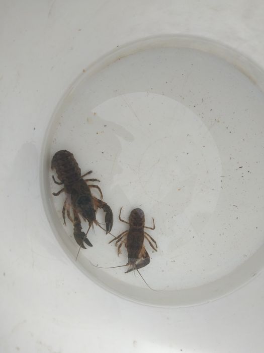 Narybek sandacz karp lin amur koi