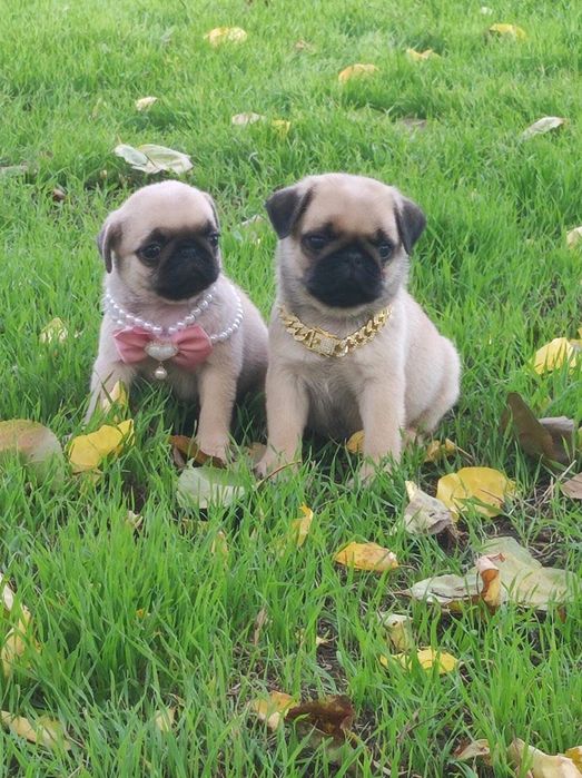 Гарненькі цуценята мопса