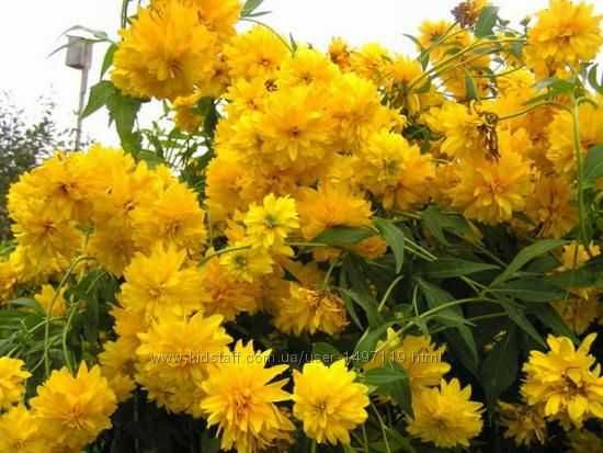 Рудбекія "Золота куля"