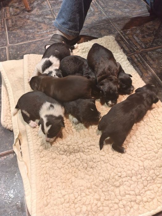 Oddam Szczeniaki po Border Collie