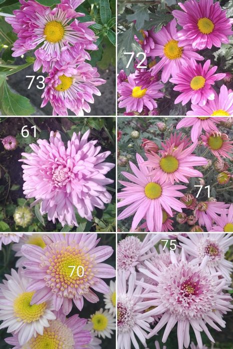 Хризантема, лилейник,безвременник,ирисы