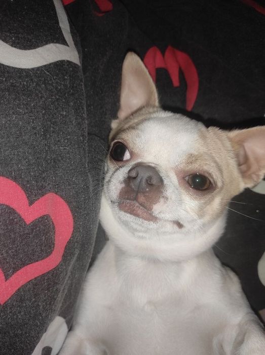 Чіхуахуа хлопчик шукає подружку для в'язки!!!