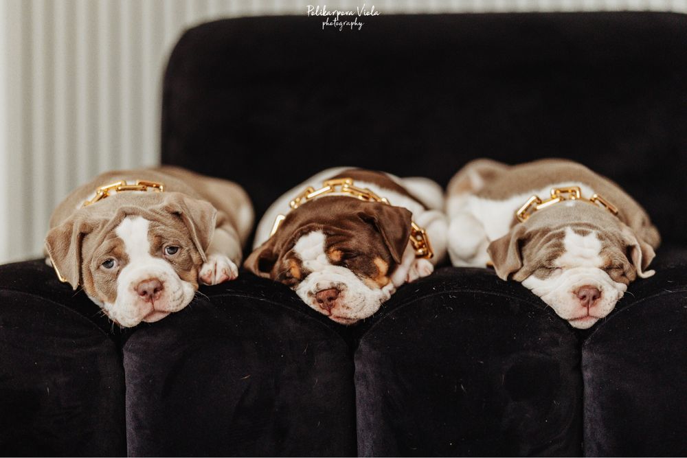 Американський буллі