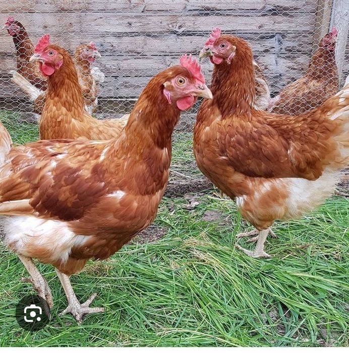 Продам кури несушки