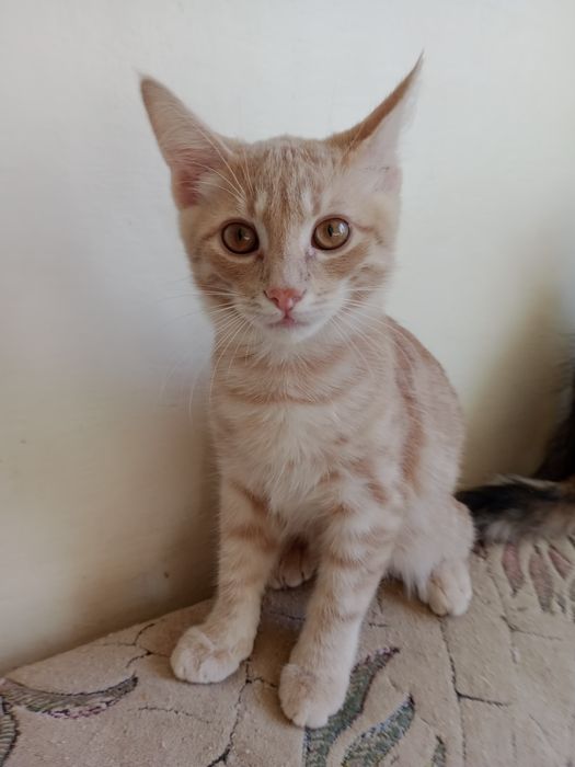 Кошенята домашні.