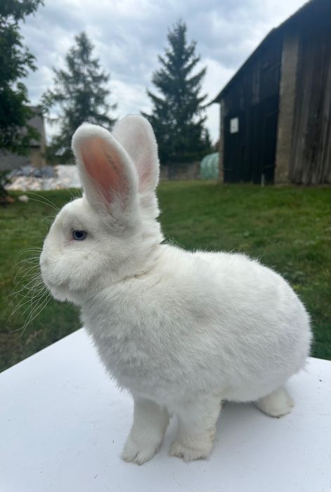 Samiec Wiedeński Biały