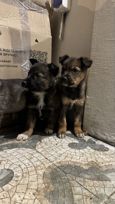 Цуценя, цуценята, собачка