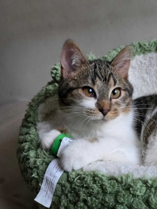 Freya szuka dobrego domku