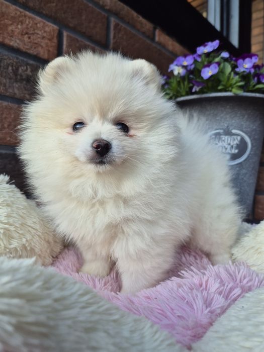 Szpic miniaturowy suczka