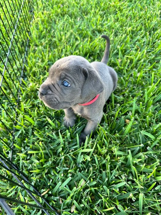 Cane Corso Italiano