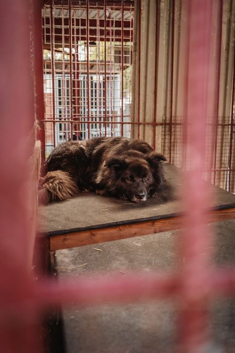 Faro 9 letni pies do adopcji