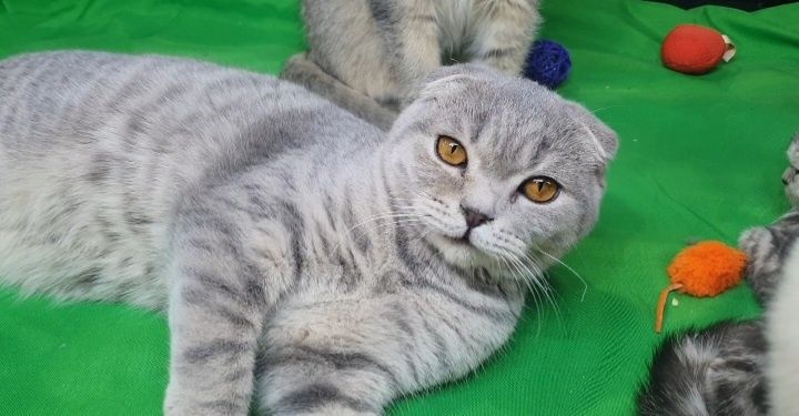 Скоттиш фолд,мальчик