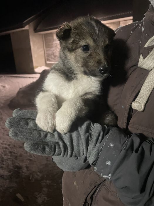 Відам собачок-дівчаток у добрі руки
