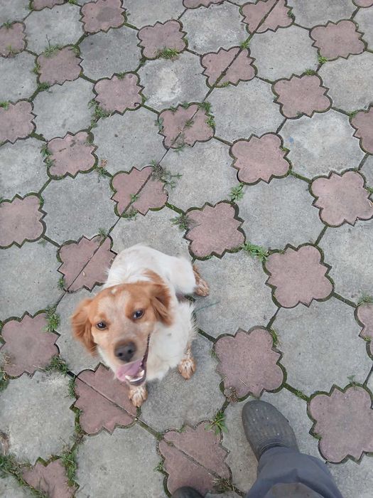 Розпродаю пітомнік ЕПАНЬОЛЬ БРИТОНІВВ