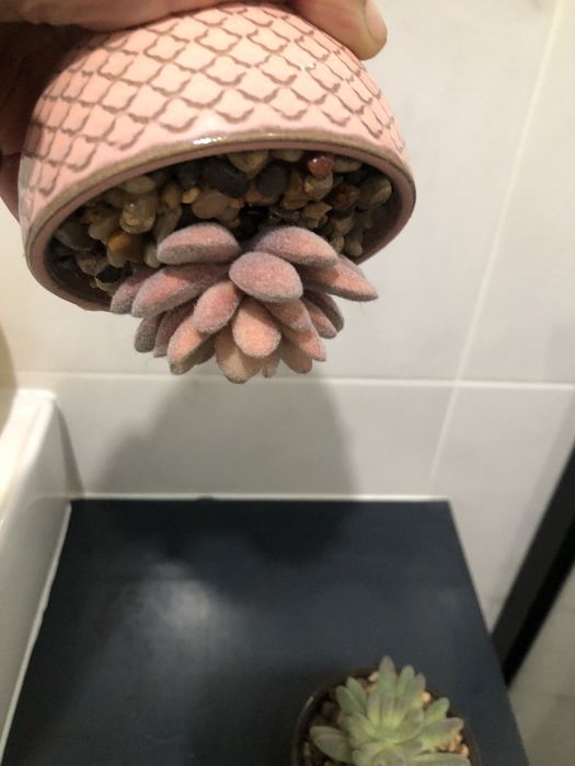 Conjunto de 2 vasinhos decorativos