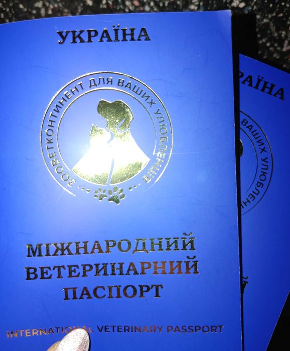 Продам хлопчика в добрі та хороші руки