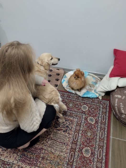 Передержка зоо гостиница для животных