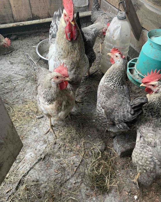 Борківська барвиста інкубаційні яйця