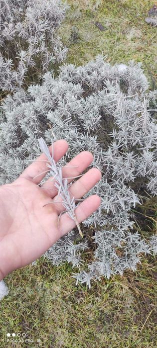 Живці лаванди (свіжий зріз) для вкорінення — Власний сад