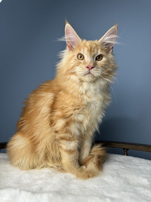 Огненный рыжий котенок мейн кун крупная линия 4 месяца мальчик