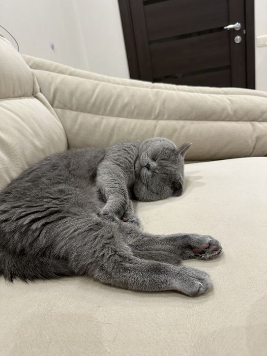 Шотландские вислоухие котята