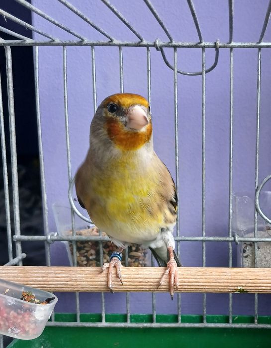 Kanarek bastard zamienię