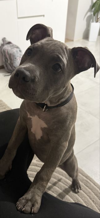 American Staffordshire Terrier