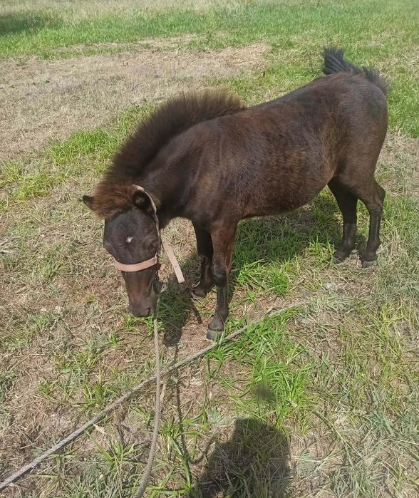Vendo casal de pôneis ao desmame