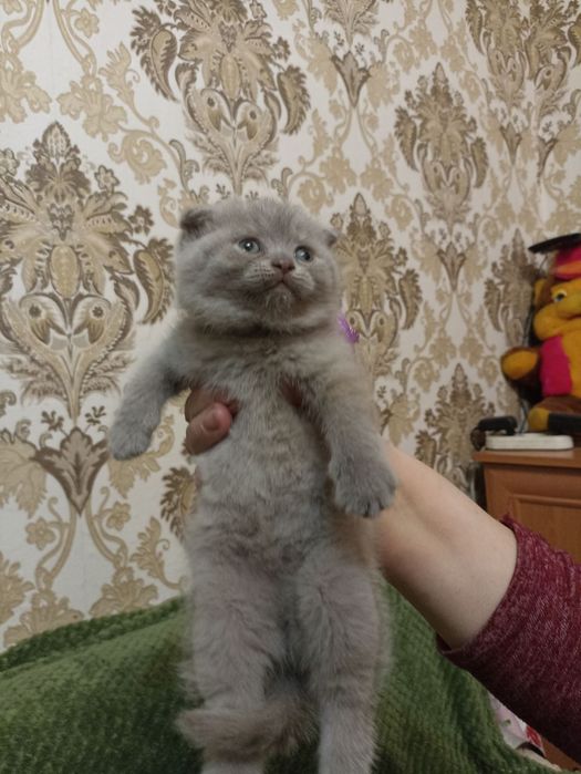 Плюшевые вислоухие  девочки