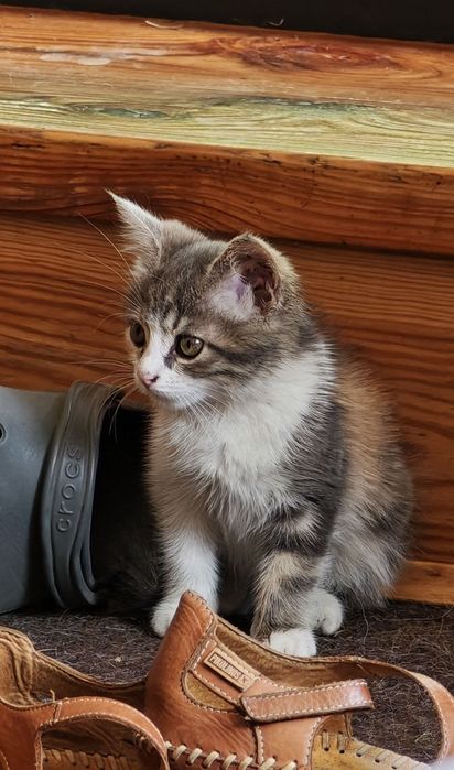 Кошка, 1,5 месецов