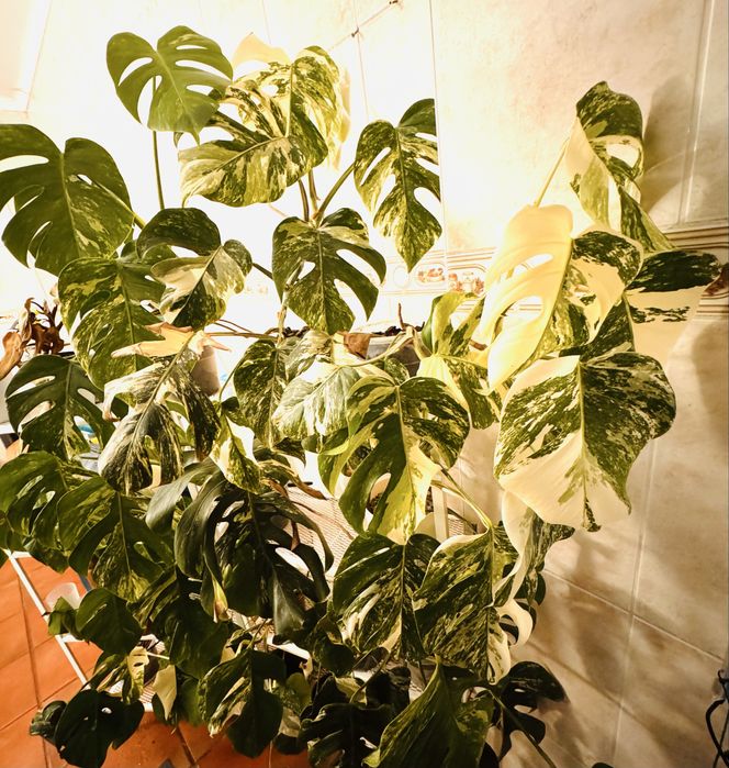 Monstera Variegata Costela de Adão Variegated