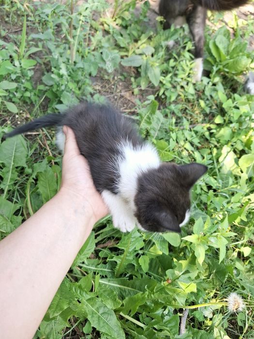 Отдам котят к любящему сердцу котик кошечка котята бесплатно