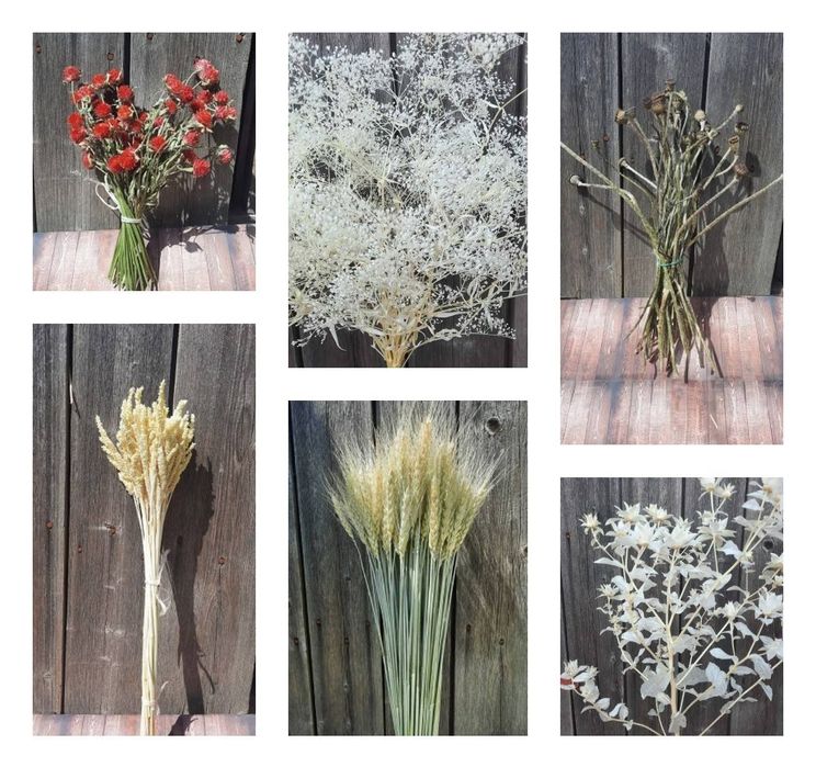 Гіпсофіла та сухоцвіти