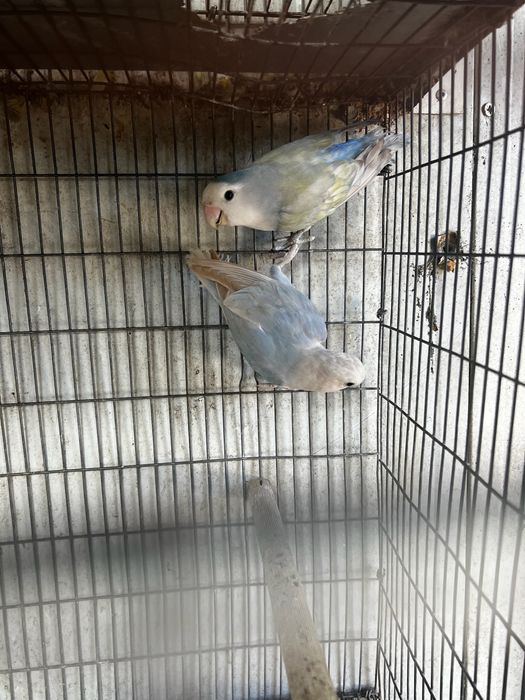 Casal Agapornis  2025