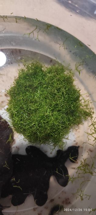 Wgłębka roślina akwariowa