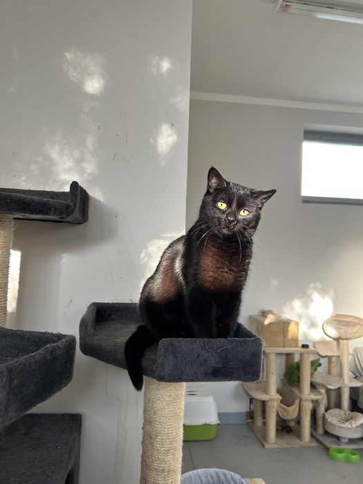 Kotka do adopcji