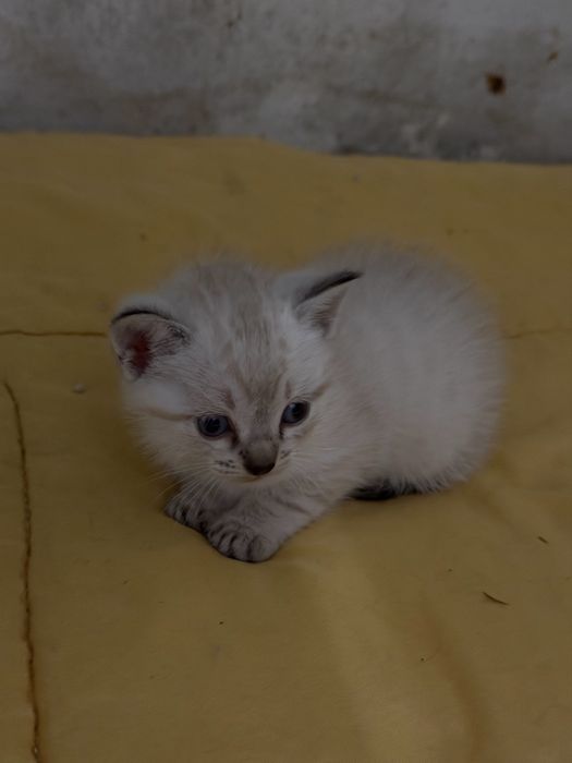 Gatinhos para dar