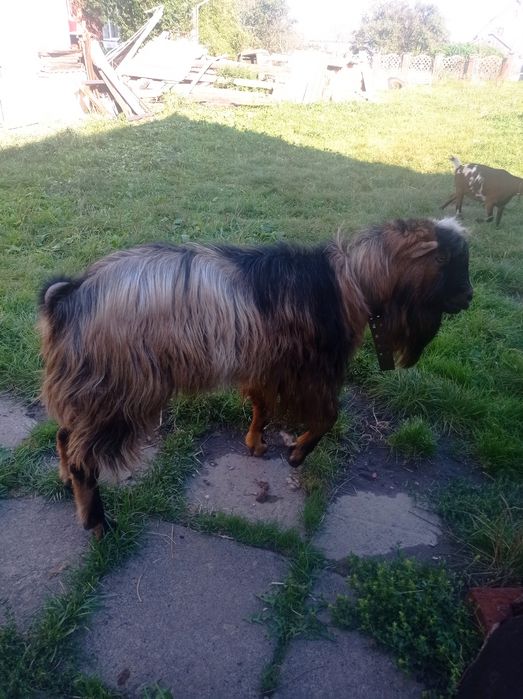 Козел для спарювання