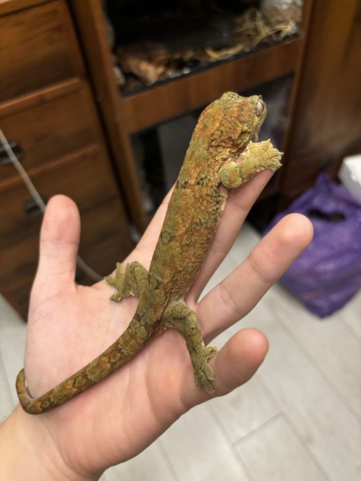 gekon omszały, mniarogekko chahoua