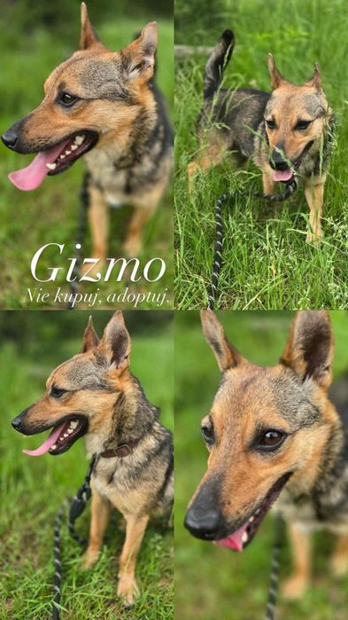Gizmo – mały bohater o czujnych uszach