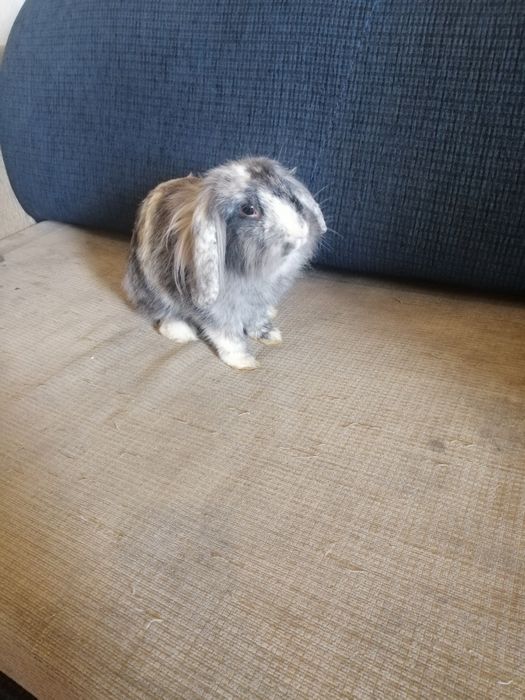 Króliczek karzełek Teddy, Lewek, Mini Lop
