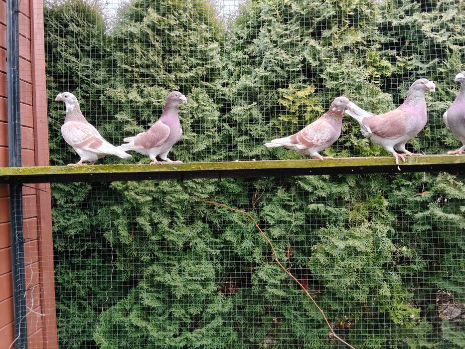 Sprzedam gołębie pocztowe staropolskie