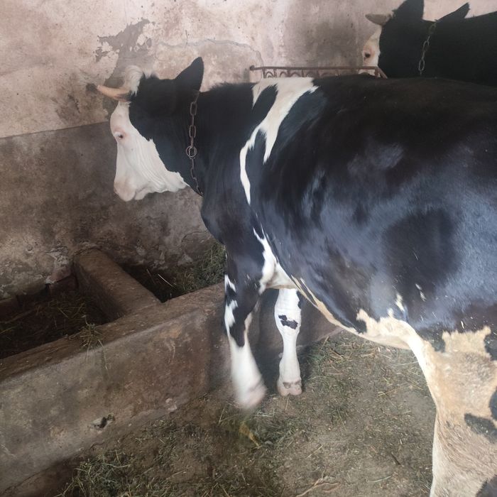 Продається тиличка