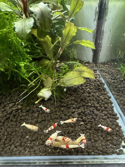 Akwarium z krewetkami PRL woda RO