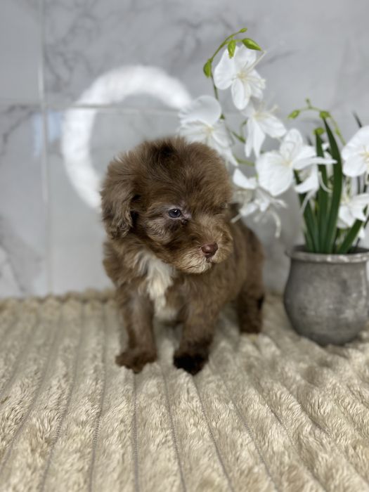 Люксові пудельки щоколад і щоколадний мерле