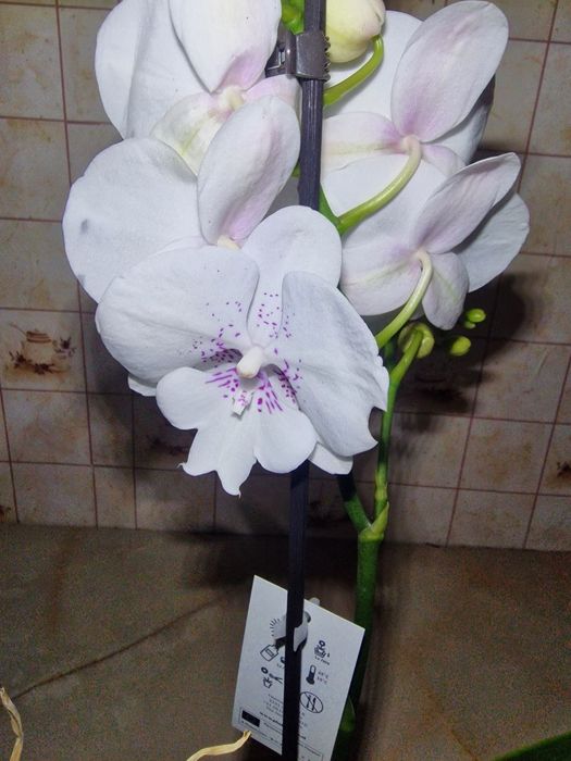 Орхідеї бігліпи та інші сорти