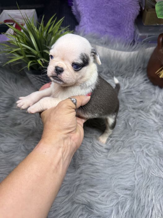 Menina  “Pug Panda “ lindissima.
