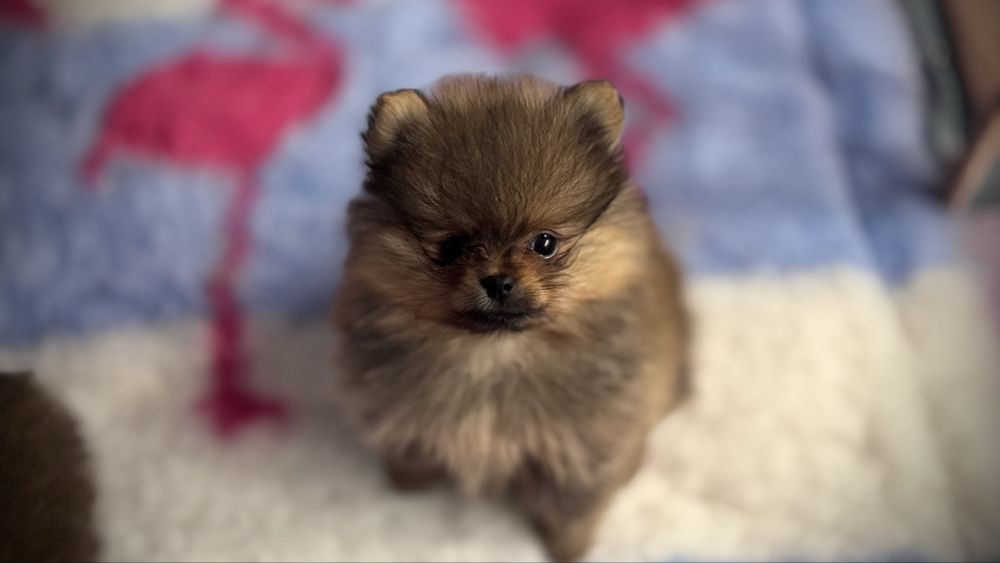 Szpic miniaturowy pomeranian FCi