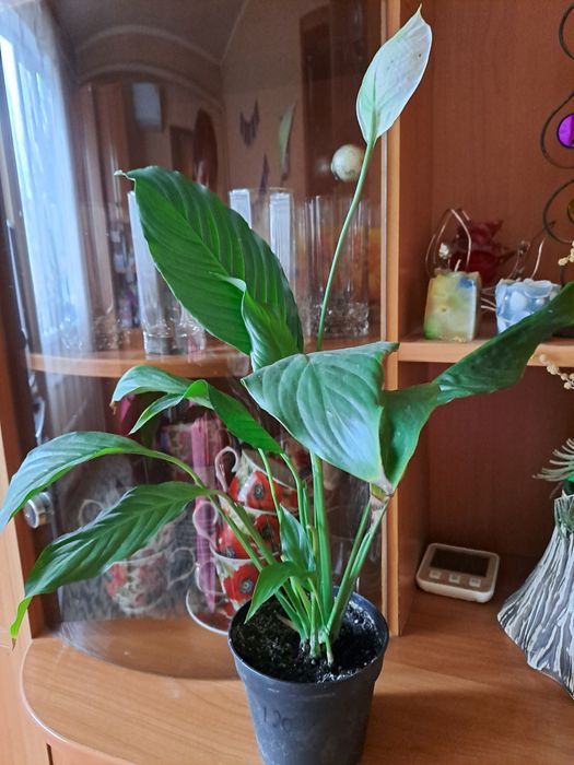 Спатифилиум цветущий