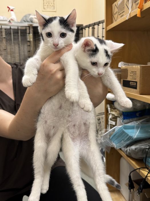 Maluszki kotki do adopcji